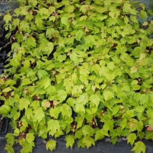 Red Maple Tree Live Plant – 1 Quart Pot, 6-12 in Tall, Deciduous Shade Tree - Image 7