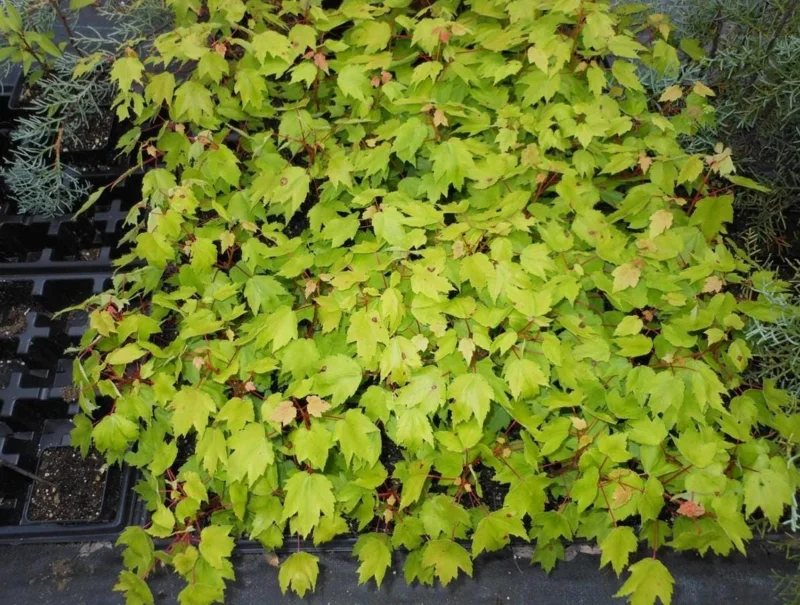 Red Maple Tree Live Plant – 1 Quart Pot, 6-12 in Tall, Deciduous Shade Tree - Image 7