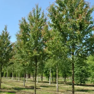 Red Maple Tree Live Plant – 1 Quart Pot, 6-12 in Tall, Deciduous Shade Tree - Image 8