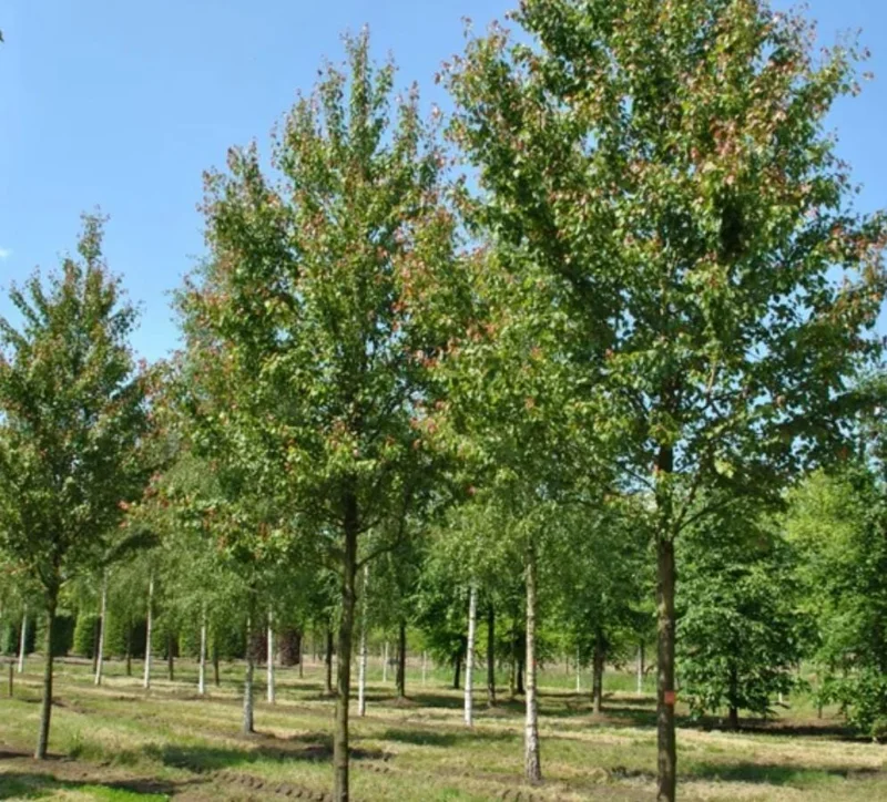 Red Maple Tree Live Plant – 1 Quart Pot, 6-12 in Tall, Deciduous Shade Tree - Image 8