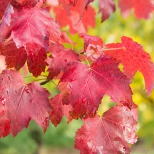 Red Maple Tree Live Plant – 1 Quart Pot, 6-12 in Tall, Deciduous Shade Tree - Image 9