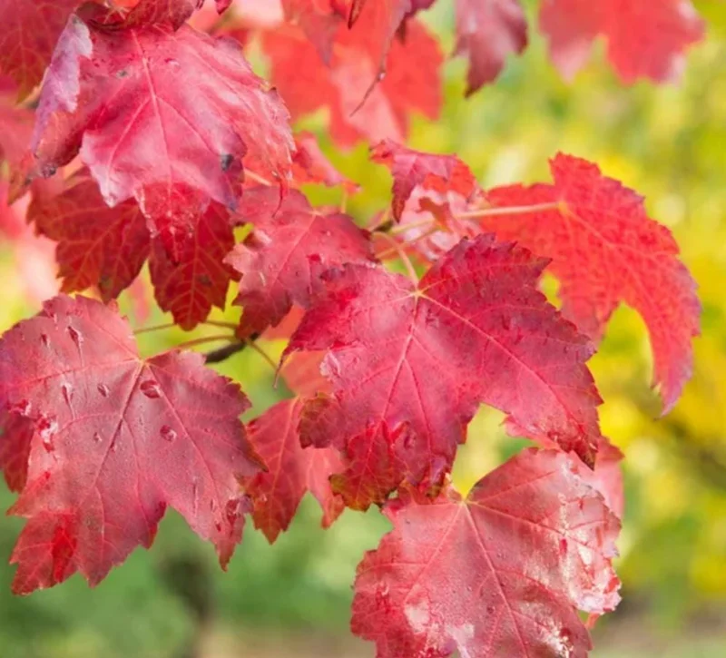 Red Maple Tree Live Plant – 1 Quart Pot, 6-12 in Tall, Deciduous Shade Tree - Image 9