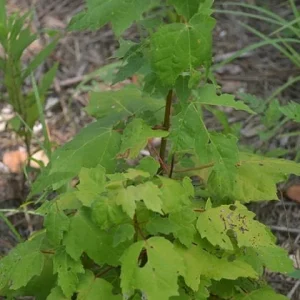Red Maple Tree Live Plant – Acer rubrum – 12-20 Inch – Outdoor Deciduous - Image 3
