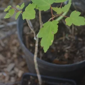 Red Maple Tree Live Plant – Acer rubrum – 12-20 Inch – Outdoor Deciduous - Image 4