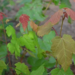 Red Maple Tree Live Plant – Acer rubrum – 12-20 Inch – Outdoor Deciduous - Image 5