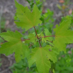 Red Maple Tree Live Plant – Acer rubrum – 12-20 Inch – Outdoor Deciduous - Image 6