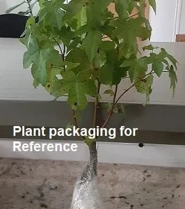 Red Maple Tree Live Plant – Acer rubrum – 12-20 Inch – Outdoor Deciduous - Image 7