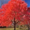 Red Maple Tree Live Plant – Acer rubrum – 12-20 Inch – Outdoor Deciduous - Image 1
