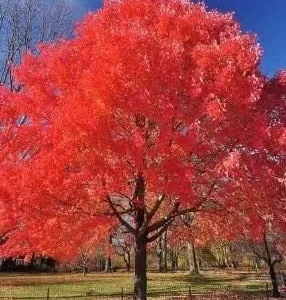 Red Maple Tree Live Plant – Acer rubrum – 12-20 Inch – Outdoor Deciduous - Image 1