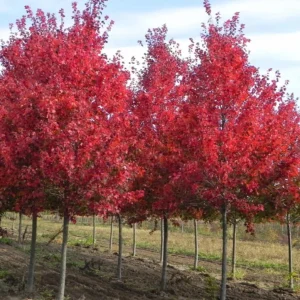 Red Maple Tree Live Plant - Native Shade, 6-12 inches, 2.5-inch Pot, Outdoor - Image 2