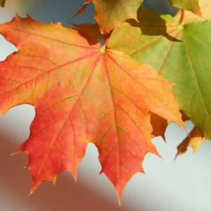 Red Maple Tree Live Plant - Native Shade, 6-12 inches, 2.5-inch Pot, Outdoor - Image 1