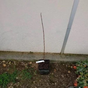 Red Maple Tree Live Plant - Native Shade, 6-12 inches, 2.5-inch Pot, Outdoor - Image 4