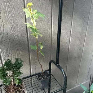 Red Maple Tree Live Plant - Native Shade, 6-12 inches, 2.5-inch Pot, Outdoor - Image 5