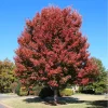 Red Maple Tree Live Starter Plants 4-8 Inch Seedlings - Set of 2 - Image 1
