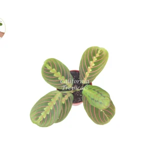 Red Maranta Prayer Plant Live – 4 inch Potted Houseplant – Indoor Tropical - Image 2