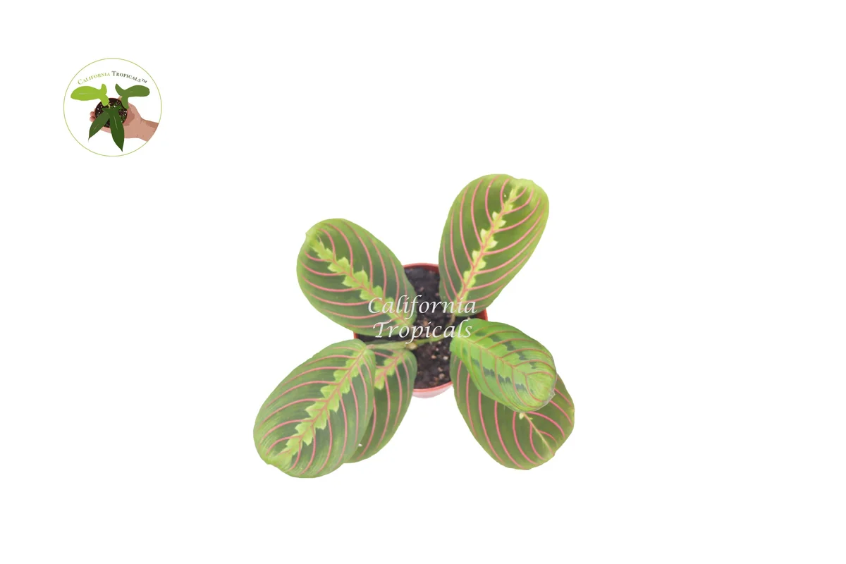 Red Maranta Prayer Plant Live – 4 inch Potted Houseplant – Indoor Tropical - Image 2