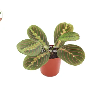 Red Maranta Prayer Plant Live – 4 inch Potted Houseplant – Indoor Tropical - Image 1