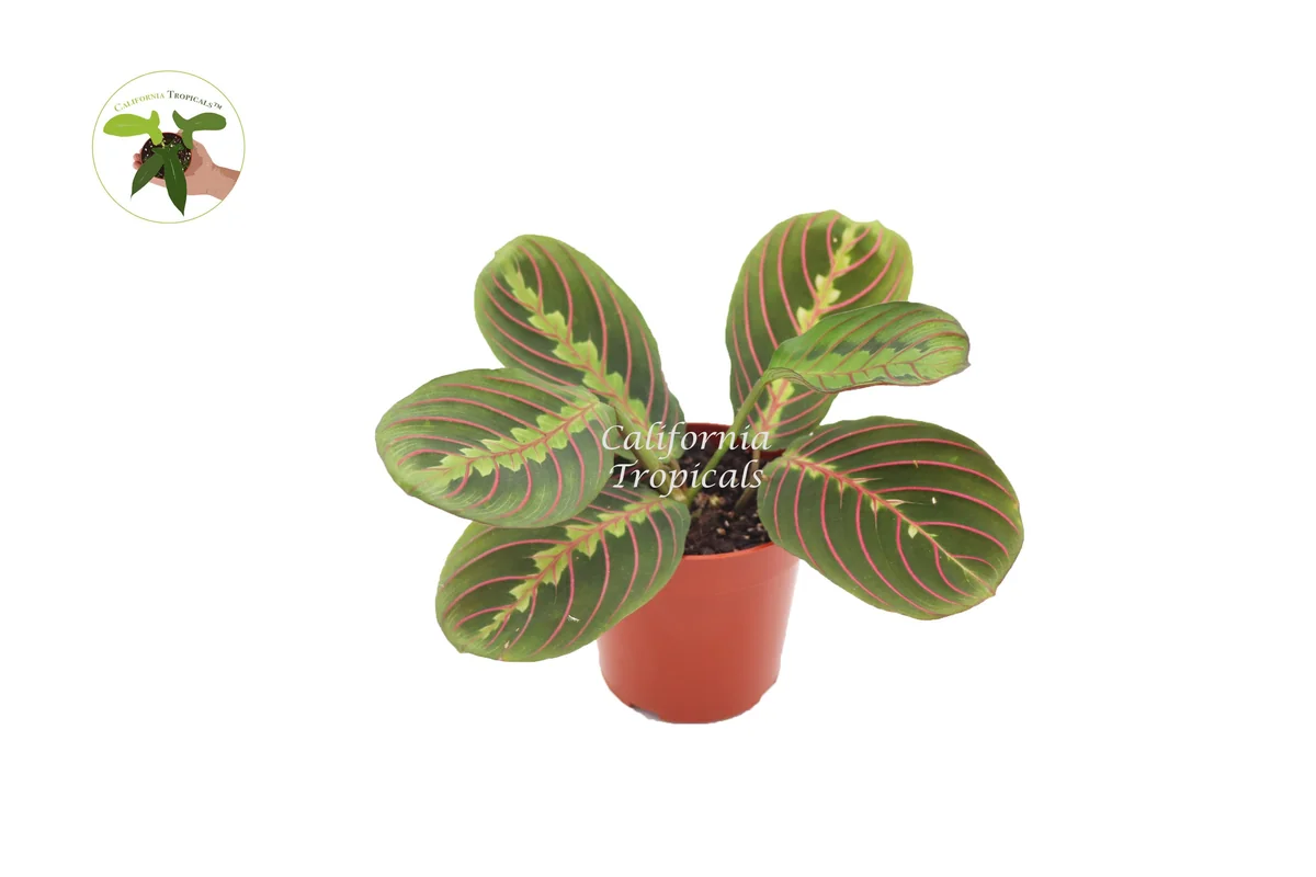 Red Maranta Prayer Plant Live – 4 inch Potted Houseplant – Indoor Tropical - Image 1