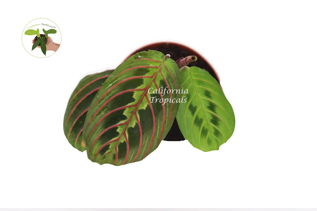 Red Maranta Prayer Plant - Live Houseplant - 3 inch Pot - Indoor Foliage - Image 2