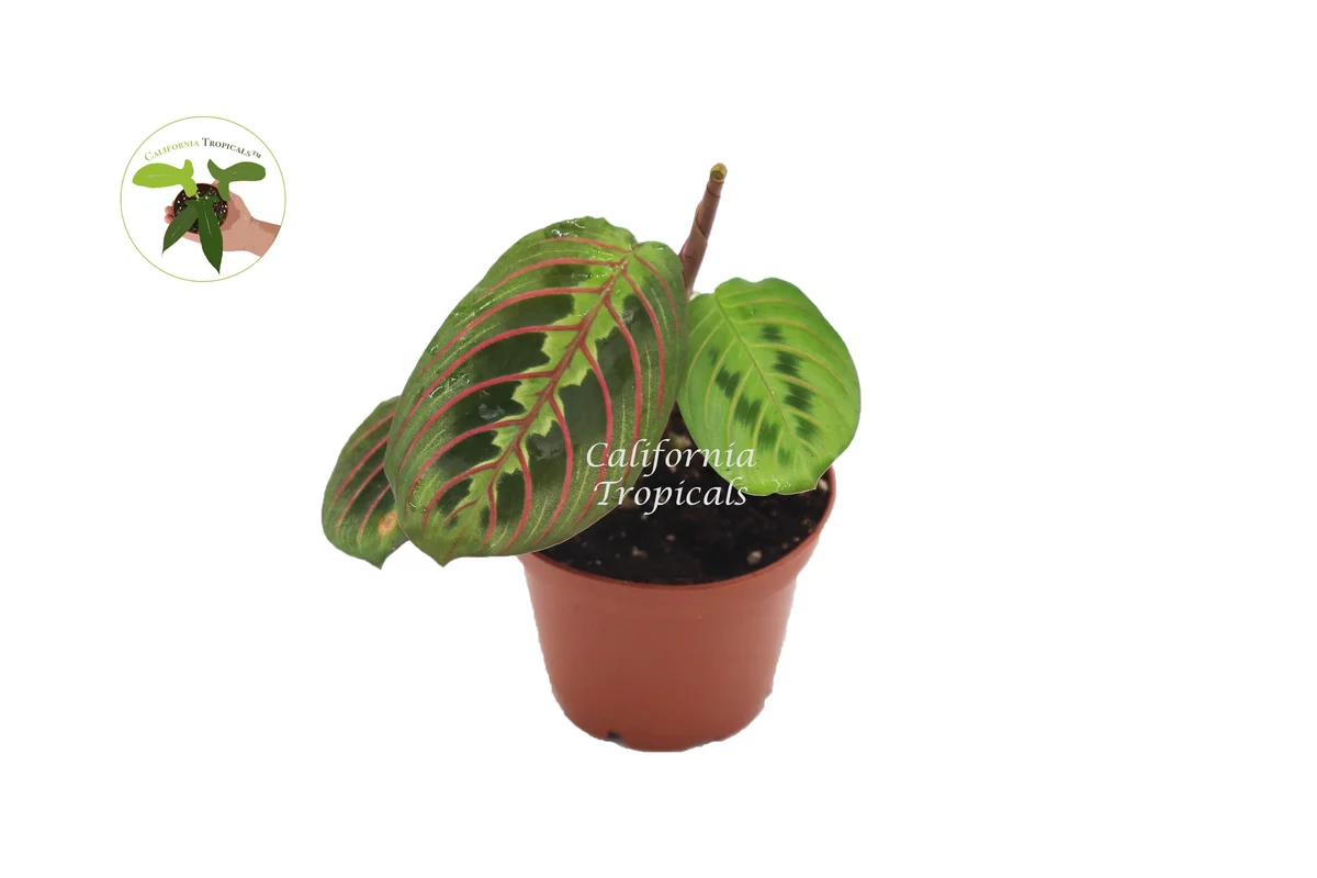 Red Maranta Prayer Plant - Live Houseplant - 3 inch Pot - Indoor Foliage - Image 1