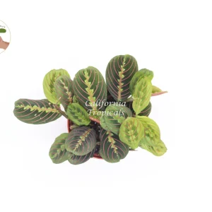 Red Maranta Prayer Plant – Live Plant – 6 inch Pot – Indoor Houseplant - Image 2