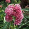 Red Milkweed Live Starter Plants - Set of 2, 4-8" Tall, Perennial, Attracts Monarch Butterflies - Image 1