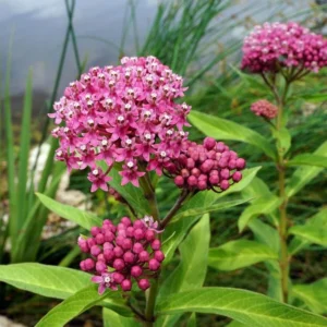 Red Milkweed Live Starter Plants - Set of 2, 4-8