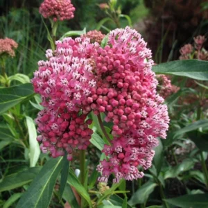 Red Milkweed Live Starter Plants - Set of 2, 4-8" Tall, Perennial, Attracts Monarch Butterflies - Image 1