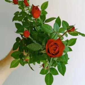 Red Mini Rose Live Plant – 6-inch Height, 3-inch Pot – Indoor/Outdoor - Image 2