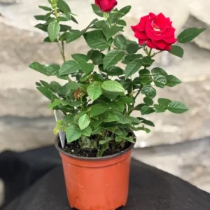 Red Mini Rose Live Plant – 6-inch Height – 3-inch Pot – Indoor/Outdoor Perennial - Image 4