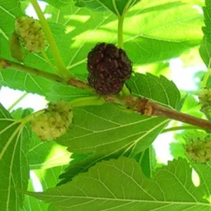Red Mulberry Live Plant - 16-24 Inches Tall, 1-2 Year Olds, Bare Root, Set of 2 - Image 2