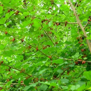 Red Mulberry Live Plant - 16-24 Inches Tall, 1-2 Year Olds, Bare Root, Set of 2 - Image 4