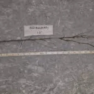 Red Mulberry Tree - 5 Bare Root Plants, 12-24in Tall (Morus rubra) - Image 2