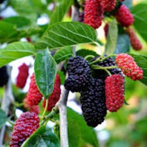 Red Mulberry Tree - 5 Bare Root Plants, 12-24in Tall (Morus rubra) - Image 3