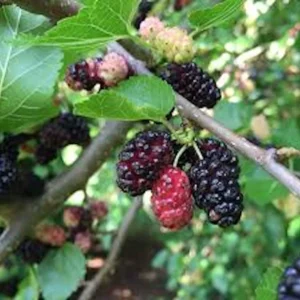 Red Mulberry Tree - 5 Bare Root Plants, 12-24in Tall (Morus rubra) - Image 5