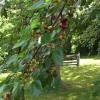 Red Mulberry Tree Cuttings - Set of 12 Unrooted Morus spp. Fast Growing - Image 1
