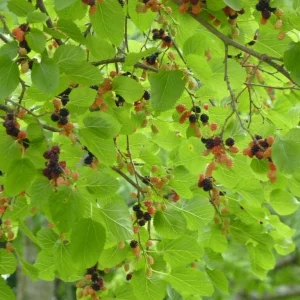 Red Mulberry Tree Cuttings - Set of 12 Unrooted Morus spp. Fast Growing - Image 3
