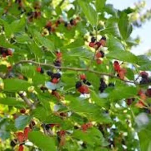 Red Mulberry Tree Live Plant - Morus rubra - Bare Root - 12-24in Tall - Image 4