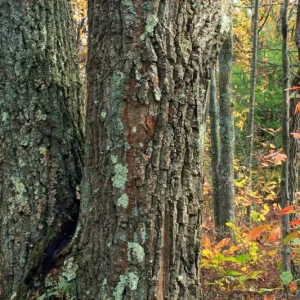 Red Oak Live Seedling – Quart Pot – Fast-Growing Native Shade Tree – Outdoor - Image 10