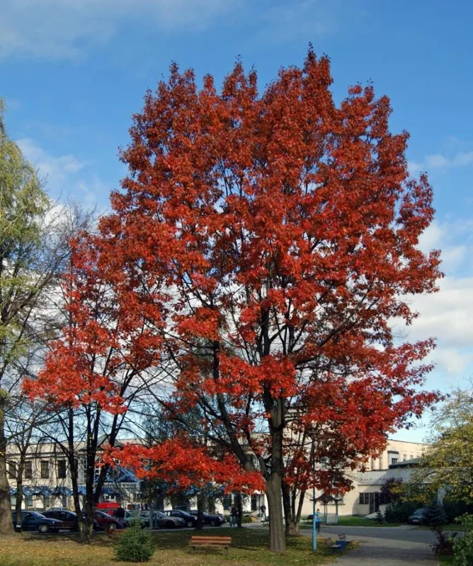 Red Oak Live Seedling – Quart Pot – Fast-Growing Native Shade Tree – Outdoor - Image 2