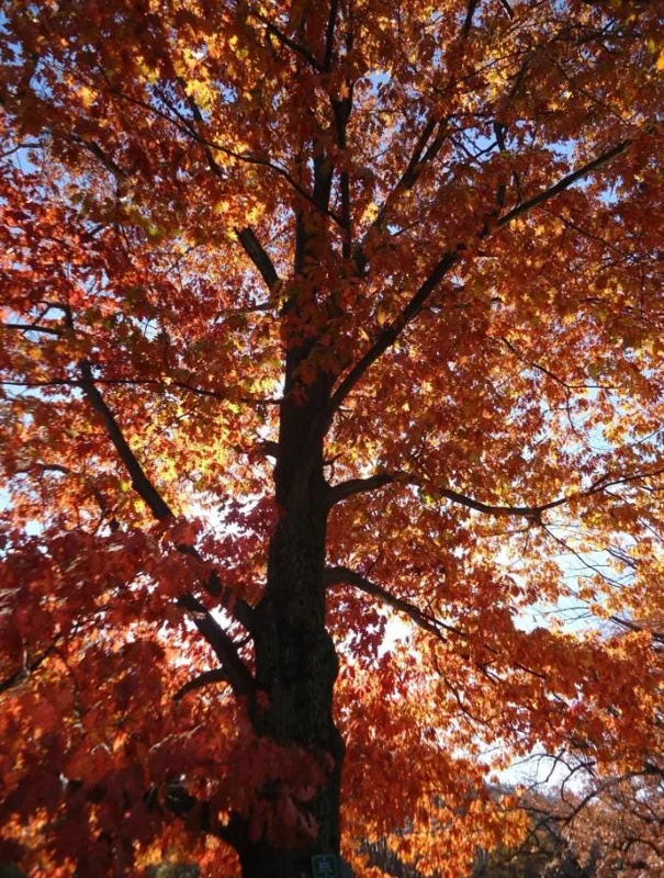 Red Oak Live Seedling – Quart Pot – Fast-Growing Native Shade Tree – Outdoor - Image 3