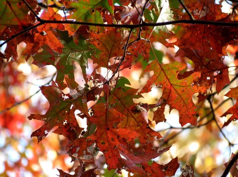 Red Oak Live Seedling – Quart Pot – Fast-Growing Native Shade Tree – Outdoor - Image 4