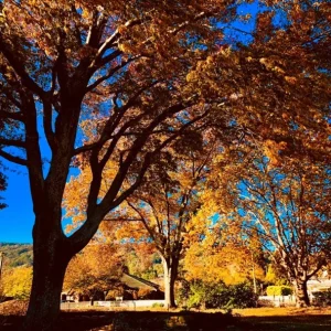 Red Oak Live Seedling – Quart Pot – Fast-Growing Native Shade Tree – Outdoor - Image 5