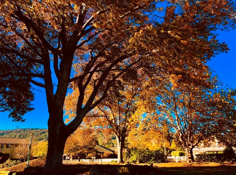 Red Oak Live Seedling – Quart Pot – Fast-Growing Native Shade Tree – Outdoor - Image 5