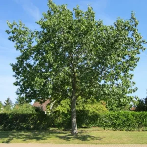 Red Oak Live Seedling – Quart Pot – Fast-Growing Native Shade Tree – Outdoor - Image 6