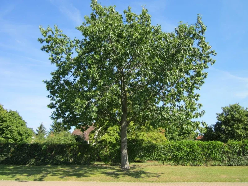 Red Oak Live Seedling – Quart Pot – Fast-Growing Native Shade Tree – Outdoor - Image 6