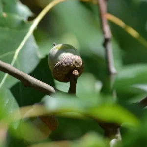 Red Oak Live Seedling – Quart Pot – Fast-Growing Native Shade Tree – Outdoor - Image 7