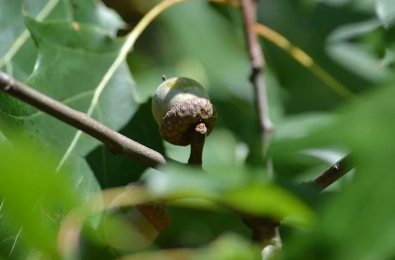 Red Oak Live Seedling – Quart Pot – Fast-Growing Native Shade Tree – Outdoor - Image 7