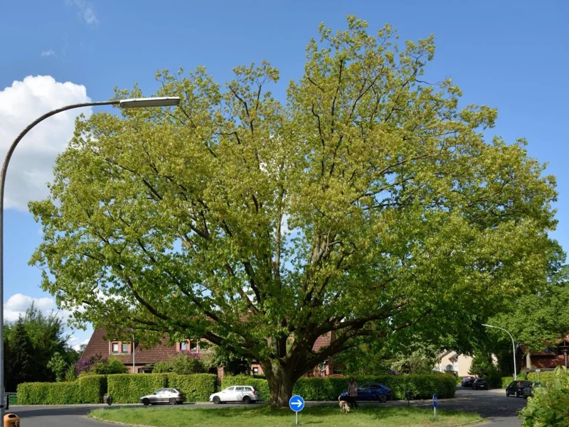 Red Oak Live Seedling – Quart Pot – Fast-Growing Native Shade Tree – Outdoor - Image 8