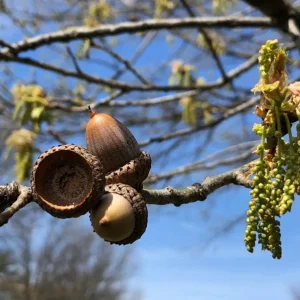 Red Oak Live Seedling – Quart Pot – Fast-Growing Native Shade Tree – Outdoor - Image 9